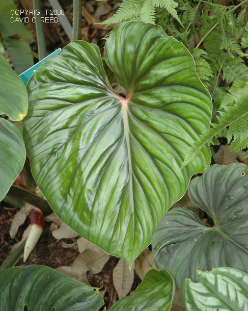 climbing philodendron